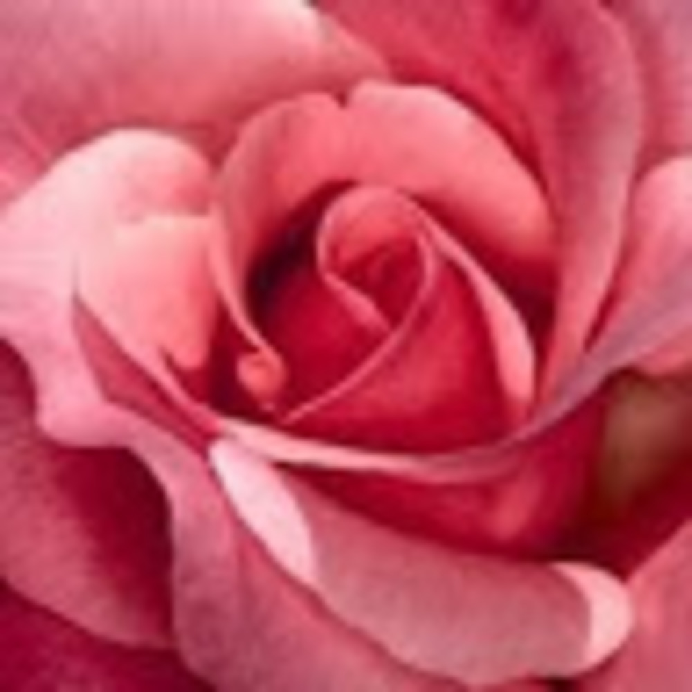 Meet your Posher, Kristin